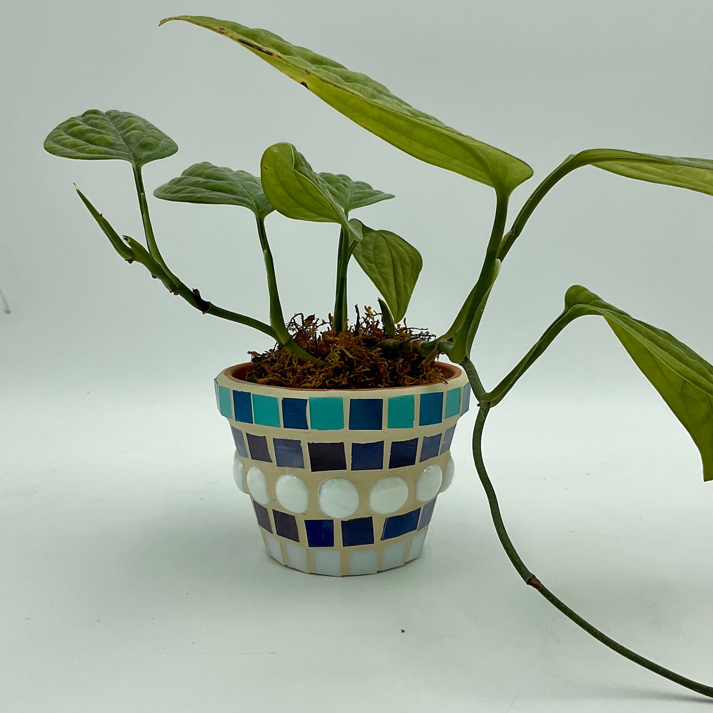 A blue and white mosaic plant pot with a plant in it.