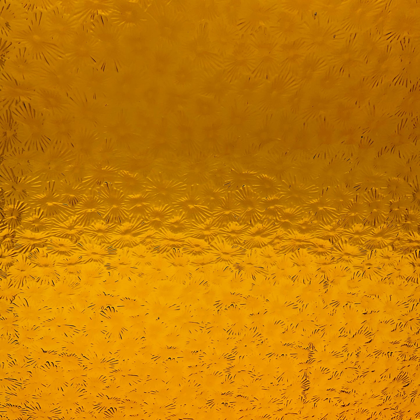 PW 49FLOR Medium Amber Florentine