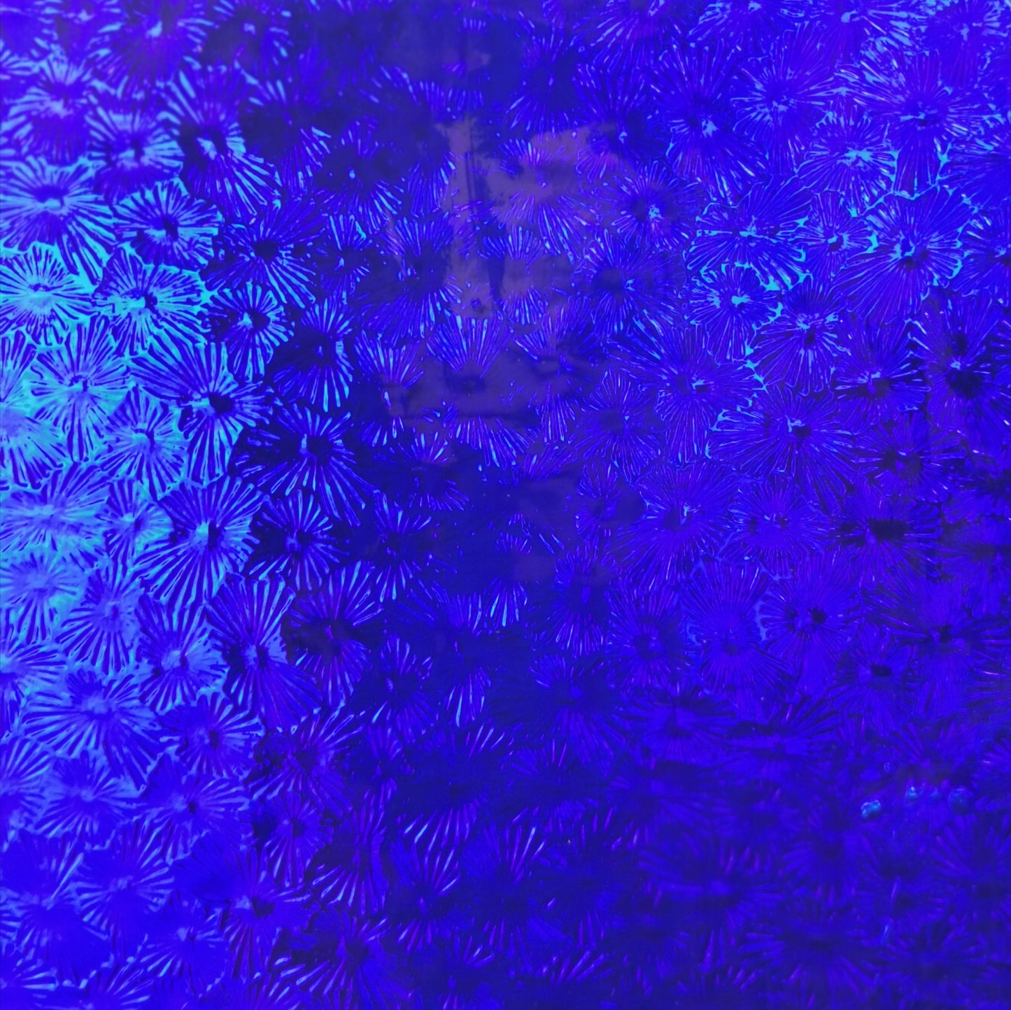 PW 220FLOR Cobalt Blue Florentine